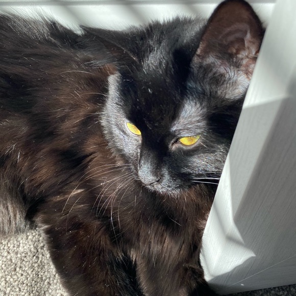 Fluffy - Picture 3 of 16